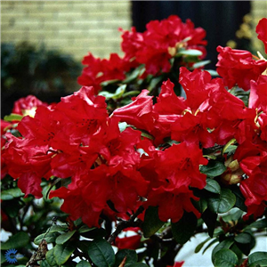 Rhododendron 'Scarlet Wonder'
